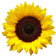 Check spelling or type a new query. Download Sunflowers Free Png Transparent Image And Clipart