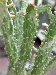 Joseph's coat cactus opuntia not growing. World Plants
