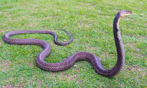 Pet california king snake for sale. Lethal Snakes Including Cobras And Vipers Are Being Sold At Uk Pet Shops Due To A Legal Loophole Daily Mail Online