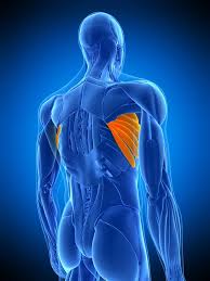 Muscle pain under the right armpit could be caused by different reasons. Your Underarm What Verticalign Posture Coaching