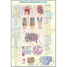 Vasele sangvine alcătuiesc un sistem de tuburi prin care circulă sângele. Plansa Cu 2 Teme Distincte Sistemul Circulator La Om Sistemul Circulator La Animale Plansa Duo Librarultau Ro