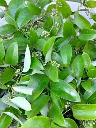 Image result for Smilax