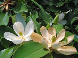 Three species do exceptionally well in virginia. Tried And True Native Plant Selections For The Mid Atlantic Master Gardeners Of Northern Virginia