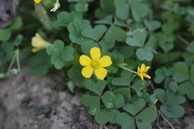 Image result for Oxalis oligotricha