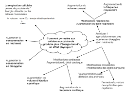 Chapitre 1 Des Modifications Physiologiques A L Effort Les Svt En Seconde Au Lec Carte Mentale Corps Humain Chapitre 1