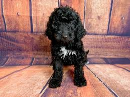 Maybe you would like to learn more about one of these? Mini Goldendoodle Dog Female Black White 2854092 Petland Mason Oh