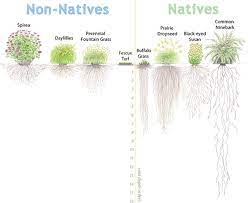 We did not find results for: Garden For Wildlife Native Plant Finder