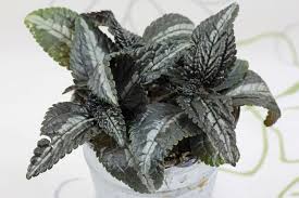 Check out our silver leaf plant selection for the very best in unique or custom, handmade pieces from our house plants shops. Pilea Spruceana Silver Tree
