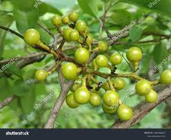 Image result for Ampelocissus