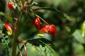 Image result for Impatiens gomphophylla