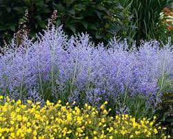 The generally accepted growing season length for zone 9 is nine months since summer months are so hot. 12 No Fail Drought Tolerant Perennials For Low Water Gardens The Garden Glove