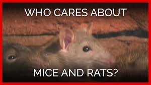 Baking soda can be used as a natural poison that kills rats. Living In Harmony With House Mice And Rats Peta
