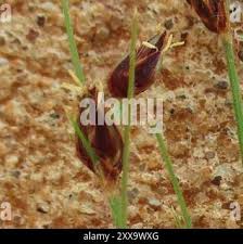 Image result for Bulbostylis hispidula