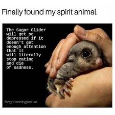 Sugar Glider Pet Service Smyrna Tennessee Facebook 205 Photos
