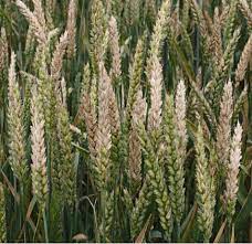 The Top 10 Fungal Pathogens In Molecular Plant Pathology Dean 2012 Molecular Plant Pathology Wiley Online Library