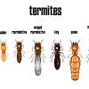 Find pest control services in los angeles, ca for home & commercial pest control, bug and animal removal, ant control, termite inspections and treatment, animal control and dead animal the city of angels, as los angeles is known, is the second largest city in the united states of america. 1