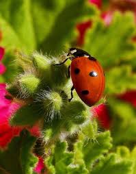 Anti Puceron Naturel 17 Plantes Attirant La Coccinelle Au Jardin Ladybug Beneficial Insects Insects