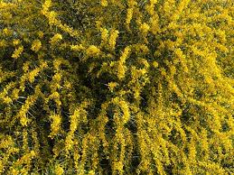 Image result for Acacia brevispica