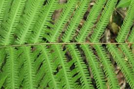 Image result for Amblovenatum