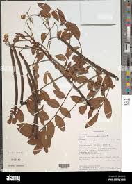 Image result for Senna petersiana