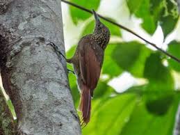 Image result for Pycreus elegantulus