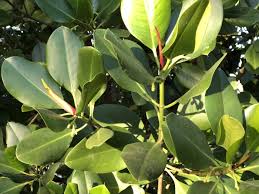 Image result for Rhizophora