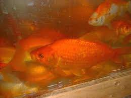 They are very faithful to those. Can A Goldfish Metamorphose Into Koi If Given Rum Quora