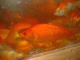 So if koi don't have 2 pairs of whiskers they are sterile?. Can A Goldfish Metamorphose Into Koi If Given Rum Quora