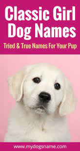 Names My Dog S Name Dog Names Girl Dog Names Girl And Dog