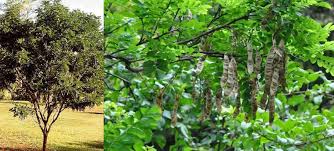 Image result for Calpurnia aurea