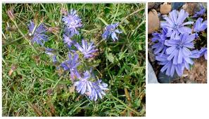 Image result for Pentas bussei