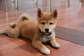 If you feel like you're needing much doge in your life, maybe a shiba inu puppy is right for you! Awesome Shiba Inu Puppy Pictures