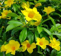 Image result for Allamanda schottii