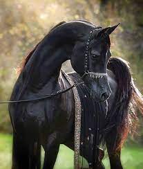 شاهد مجموعة صور لأجمل الخيول black arabian horse horses beautiful arabian horses