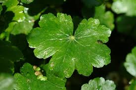 Image result for Hydrocotyle ranunculoides