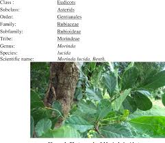 Image result for Morinda lucida