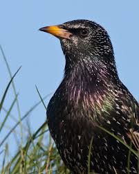 Black And White Bird With Long Yellow Beak European Starling Small Chunky Iridescent Purple And Green Blackbird With Long Pointed Yellow Bill Pink Legs And Short Starling Black Bird Backyard Birds