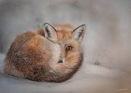 Kleiner Fuchs Im Schnee Fuchs Fell Pastellmalerei Tiere Von Anja Poker Bei Kunstnet