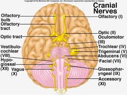 cranial nerves pathways