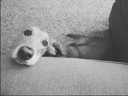 Fill out the adoption application online today! Peace For Paws Ohio Peaceforpaws Twitter