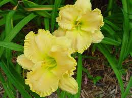Because of its brightly colored flowers that have tubular shaped petals, it attracts hummingbirds, butterflies and bees. Perennials That Like Morning Sun Re Morning Shade Afternoon Sun What Should I Plant Sun Plants Plants Shade Perennials