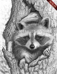 Pencil Drawings Raccoon Wildlife Art Graphite Pencil Sketch Drawing Painting Custom Animal Drawings Realistic Drawings Wildlife Art