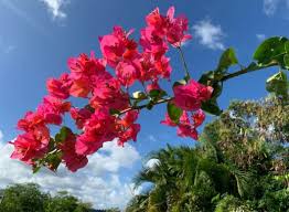 Image result for Bougainvillea