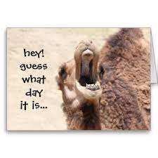 1 guess what time it is camel products found. Pin On Valentines Day Gift Ideas