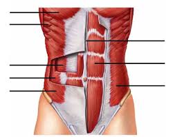 Small muscles running between the ribs, known as the external intercostal muscles, lift the ribs during deep breathing to further expand the chest and lungs and provide even more air to the body. Abdominal Muscles