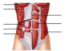 Labeled torso model muscles temporalis buccinator depressor anguli oris orbicularis oris corrugator supercilli levator labii superioris temporalis orbicularis oculi. Abdominal Muscles