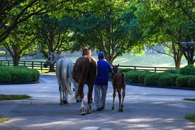 Maybe you would like to learn more about one of these? Gainsborough Farm Kentucky Godolphin