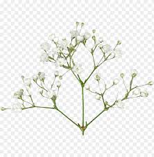 500 unidades (orden mínima) cn anqiu li xiang handicraft factory. Baby S Breath Flowers Png Free Pic Baby S Breath Png Image With Transparent Background Toppng