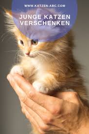 Wenn es dem vorbesitzer darum geht, ein schönes zuhause für die katze zu finden, wird er sie auch ein bisschen ausfragen, wie die katze bei ihnen wohnen soll. Junge Katzen Zu Verschenken Katze Zu Verschenken Junge Katzen Katzen