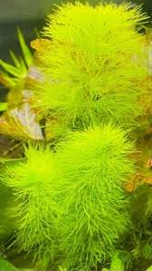 Image result for Limnophila indica